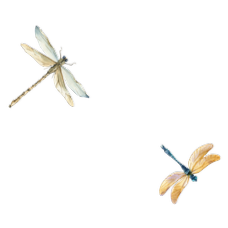 Hình con chuồn chuồn