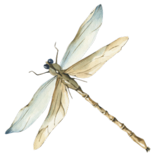 Hình con chuồn chuồn